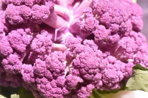 Blomkål med mornaysauce bagt i ovn opskrift