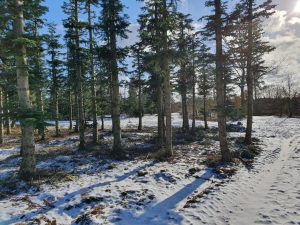 Corona living apart i sommerhus - mit liv lige nu