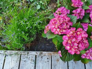 Sommer i sommerhuset - en glad hilsen fra mig