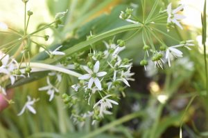 Ramsløgssmør - kryddersmør med ramsløg