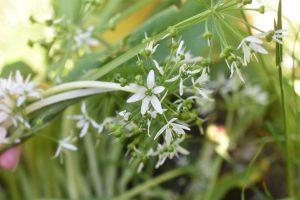 Ramsløgssmør - kryddersmør med ramsløg