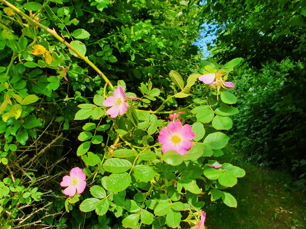 Amanda er nu psykolog - hvilken glæde