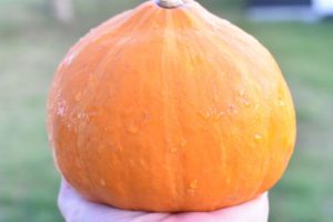 Græskar i ovn med bacon - bagt hokkaido græskar