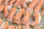 DSC_0523 • nogetiovnenstaging.com Jomfruhummer med aioli - nem forret til nytår