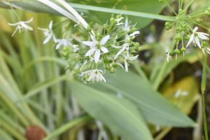 Ramsløgsalt - nem opskrift på salt med ramsløg