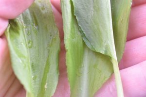 DSC_2011 • nogetiovnen.dk Ramsløgsmayo - opskrift på grøn mayonnaise