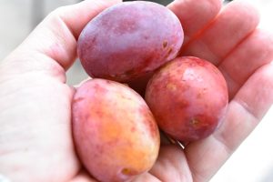 DSC_1051 • nogetiovnen.dk Blommekage i kop - nem kage i mikroovn