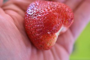 Jordbærmousse - nem lækker jordbær dessert