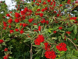 Første sommer som selvstændig - refleksioner