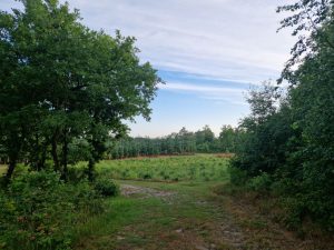 Første sommer som selvstændig - refleksioner