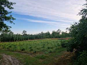 Første sommer som selvstændig - refleksioner