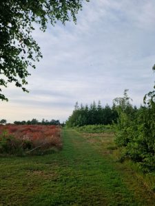 Første sommer som selvstændig - refleksioner