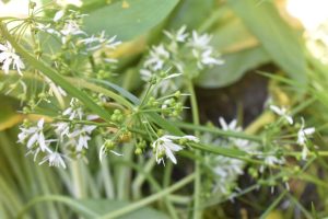 DSC_1961 • nogetiovnen.dk Ramsløg opskrifter - gode ramsløgsopskrifter
