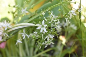 DSC_1965 • nogetiovnen.dk Ramsløg opskrifter - gode ramsløgsopskrifter