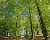 En bøgeskov i maj - det smukkeste jeg ved