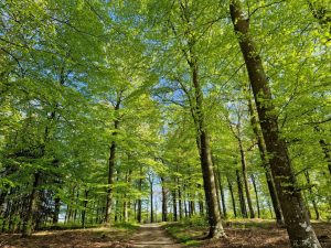 En bøgeskov i maj - det smukkeste jeg ved