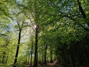 En bøgeskov i maj - det smukkeste jeg ved