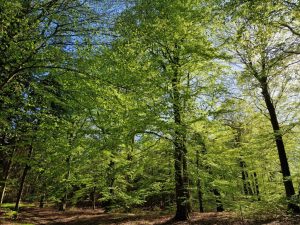 En bøgeskov i maj - det smukkeste jeg ved