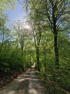 En bøgeskov i maj - det smukkeste jeg ved