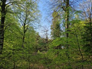 En bøgeskov i maj - det smukkeste jeg ved