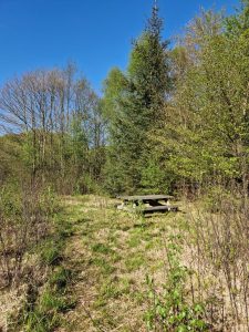 En bøgeskov i maj - det smukkeste jeg ved