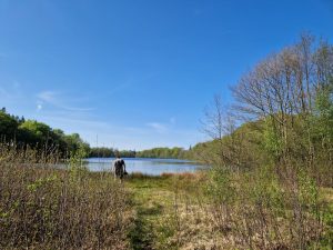 En bøgeskov i maj - det smukkeste jeg ved