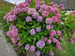 20240804_173525 • nogetiovnenstaging.com På Samsø smuttur - sikke en skøn ø - et tip til dig