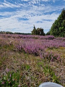 20240805_121355 • nogetiovnenstaging.com På Samsø smuttur - sikke en skøn ø - et tip til dig